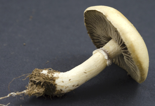 Stropharia coronilla image