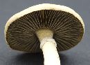 Stropharia coronilla image