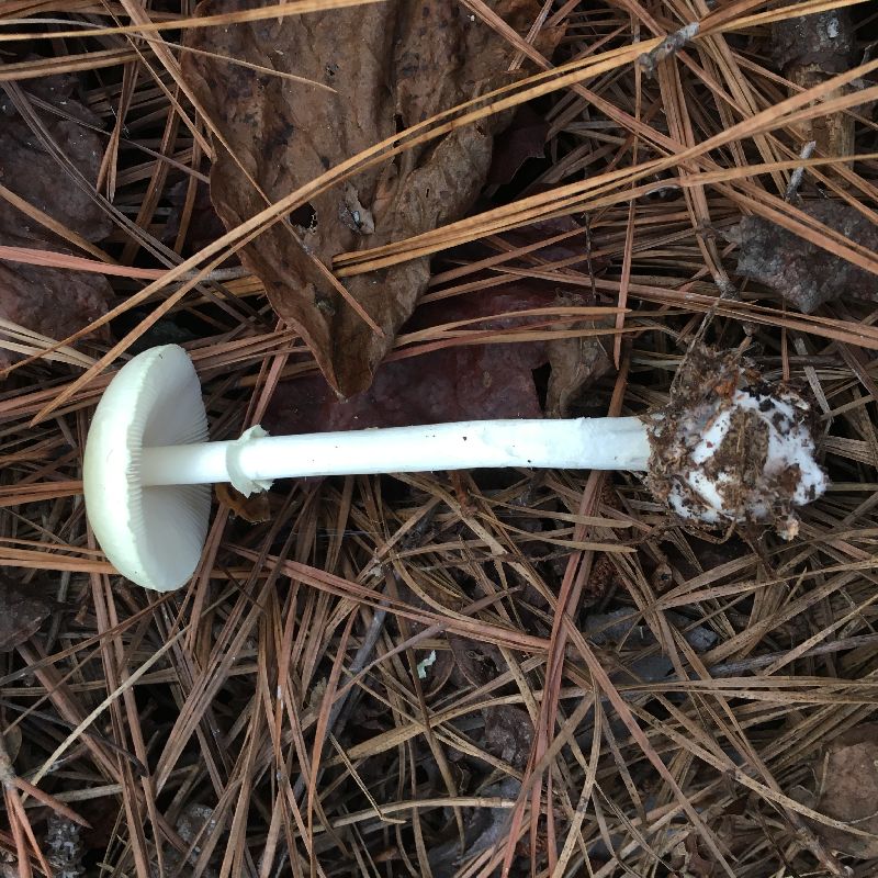 Amanita phalloides image