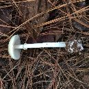 Amanita phalloides image