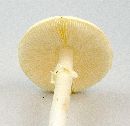 Amanita phalloides image