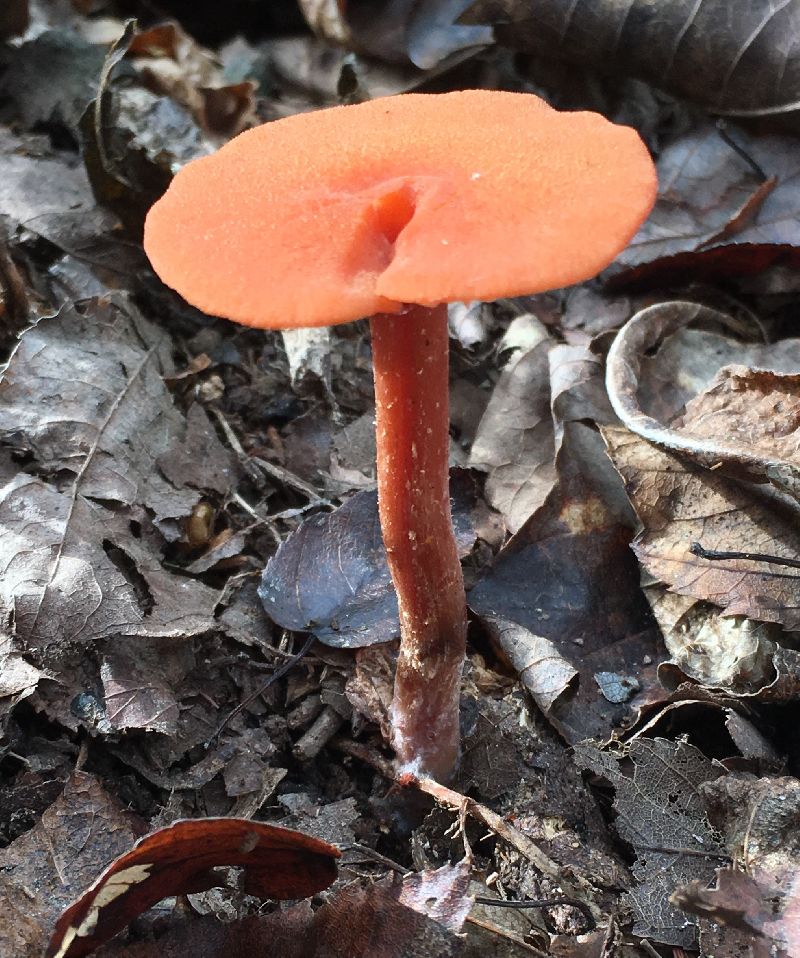 Laccaria laccata image