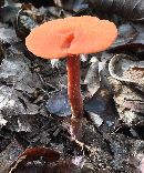 Laccaria laccata image