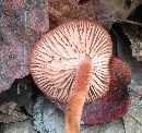 Laccaria laccata image