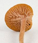 Laccaria laccata image