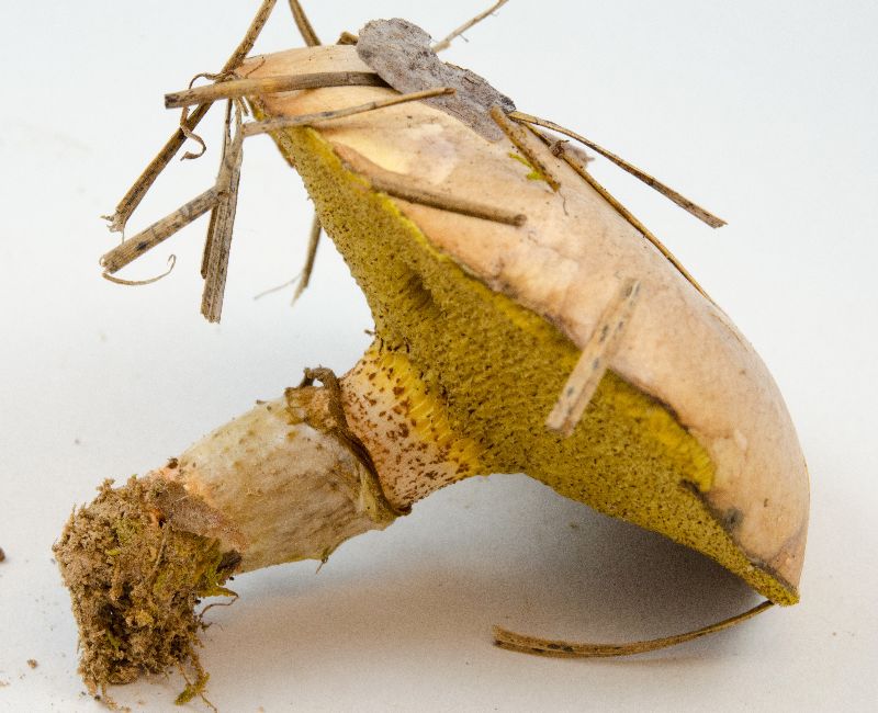 Suillus cothurnatus image
