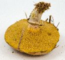 Suillus cothurnatus image