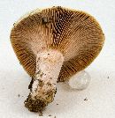 Lactarius paradoxus image