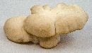 Pleurotus ostreatus image