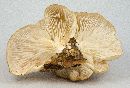 Pleurotus ostreatus image