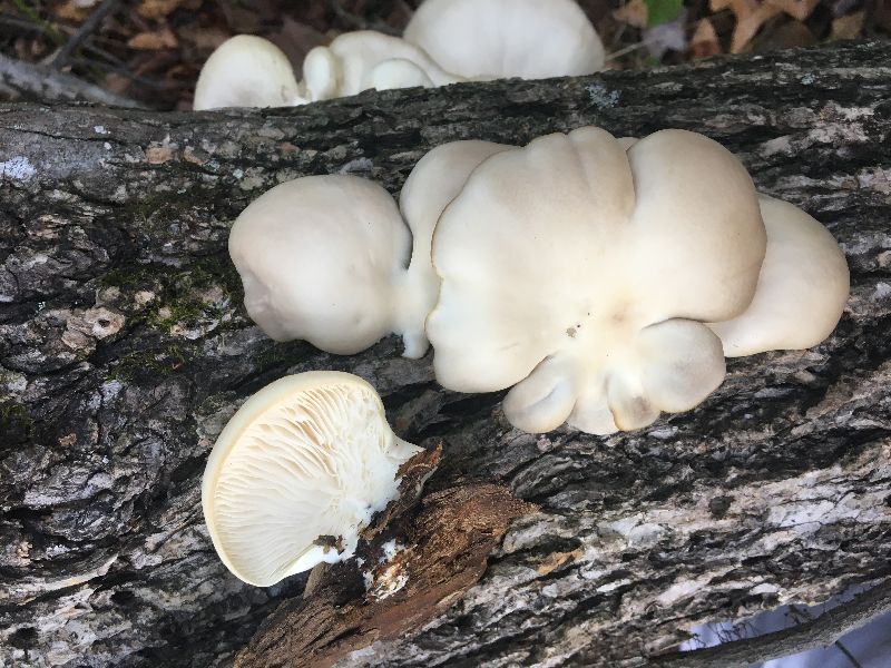 Pleurotus ostreatus image