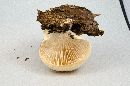 Pleurotus ostreatus image