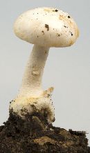 Amanita roseotincta image