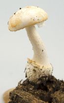 Amanita roseotincta image