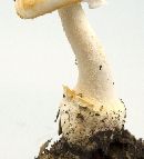 Amanita roseotincta image