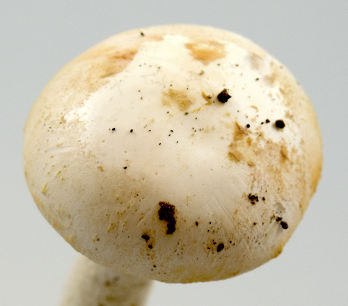 Amanita roseotincta image