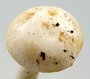 Image of Amanita roseotincta