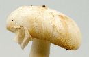 Amanita roseotincta image