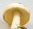 Amanita roseotincta image