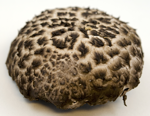 Strobilomyces image