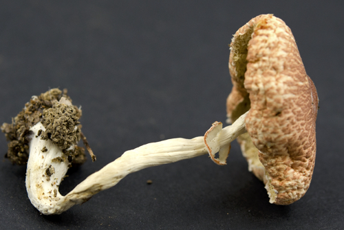 Leucoagaricus rubrotinctus image