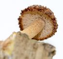 Tricholomopsis formosa image