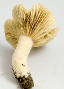 Lactarius subplinthogalus image