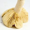 Lactarius subplinthogalus image