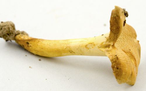 Cantharellus lateritius image