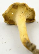 Cantharellus lateritius image