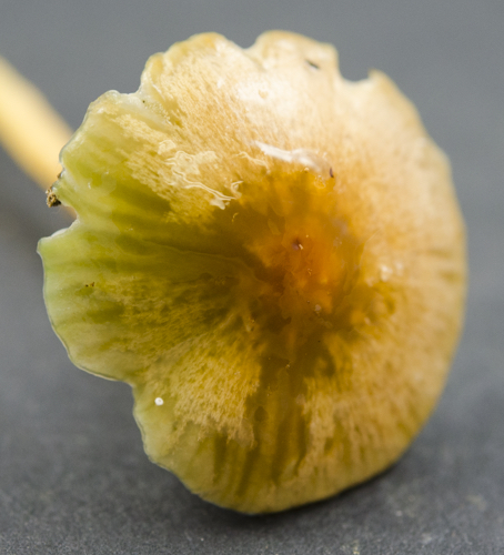 Hygrocybe psittacina var. psittacina image