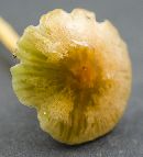 Image of Hygrocybe psittacina