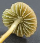 Hygrocybe psittacina var. psittacina image