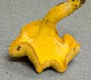 Cantharellus lateritius image