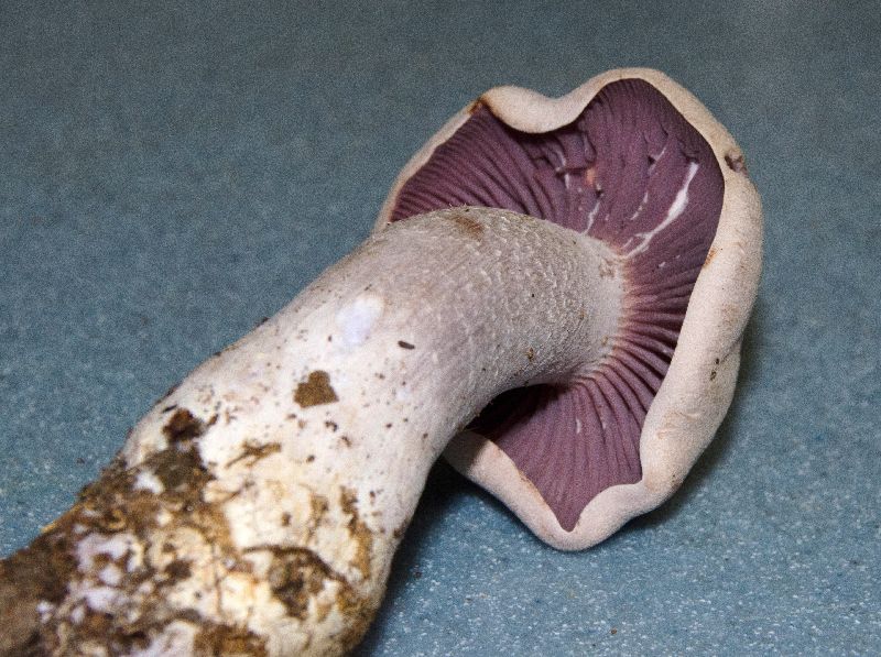 Laccaria ochropurpurea image
