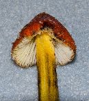 Hygrocybe conica image