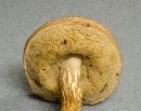 Leccinum rugosiceps image