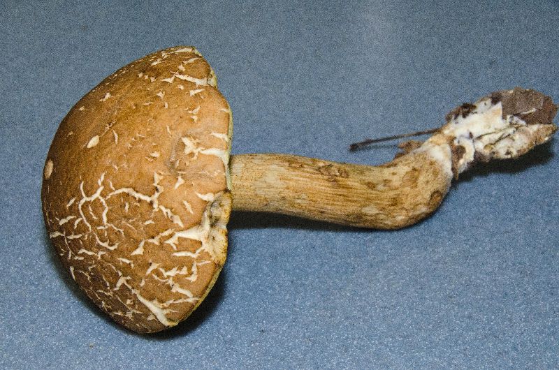 Leccinum rugosiceps image