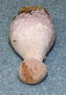 Laccaria ochropurpurea image