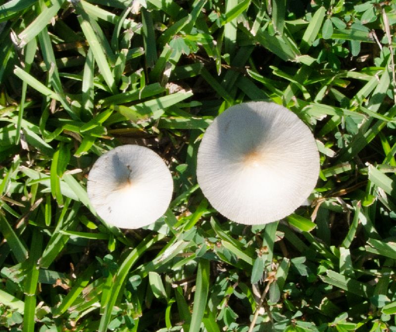 Conocybe apala image