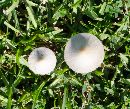 Image of Conocybe albipes