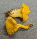 Cantharellus lateritius image