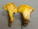 Cantharellus lateritius image