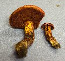 Butyriboletus frostii image