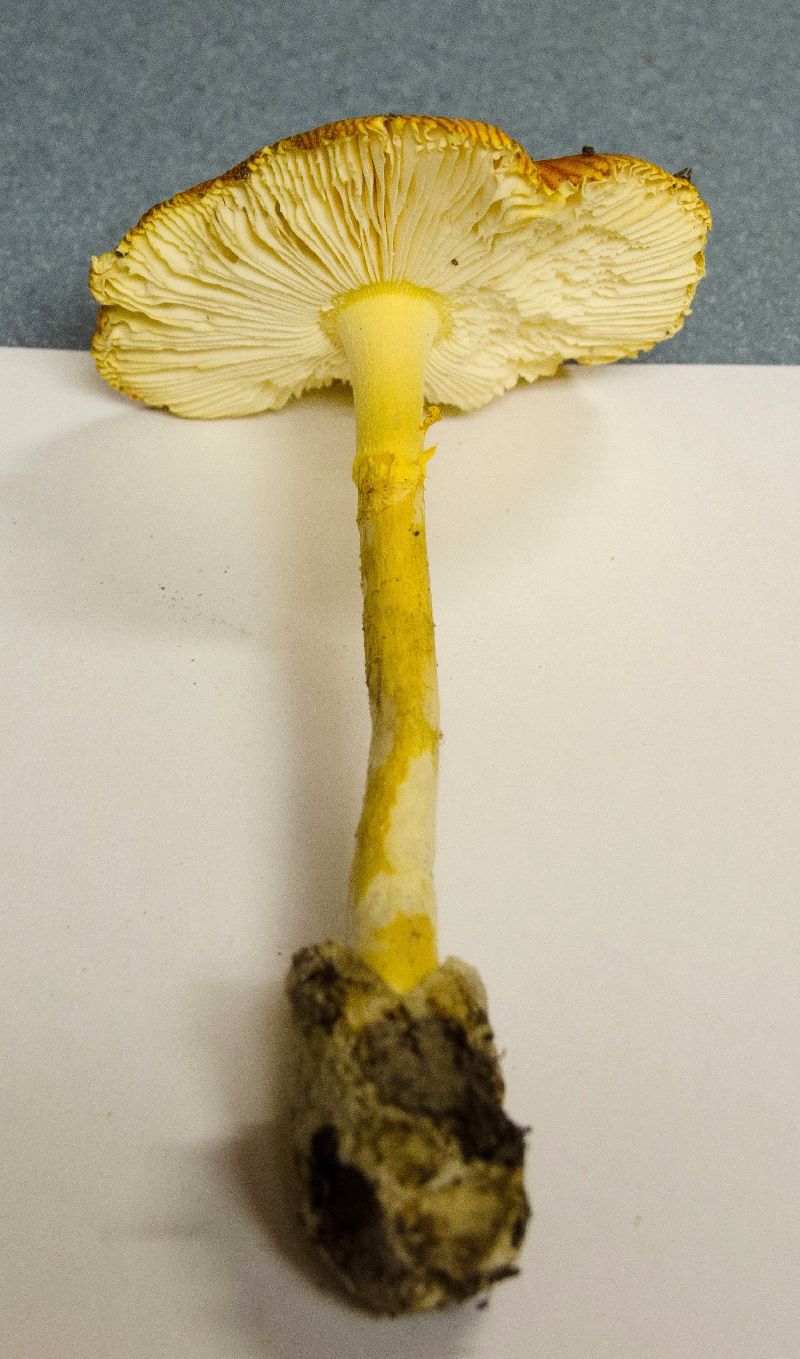 Amanita jacksonii image