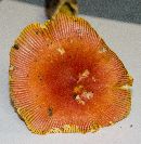 Amanita jacksonii image