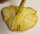 Amanita jacksonii image