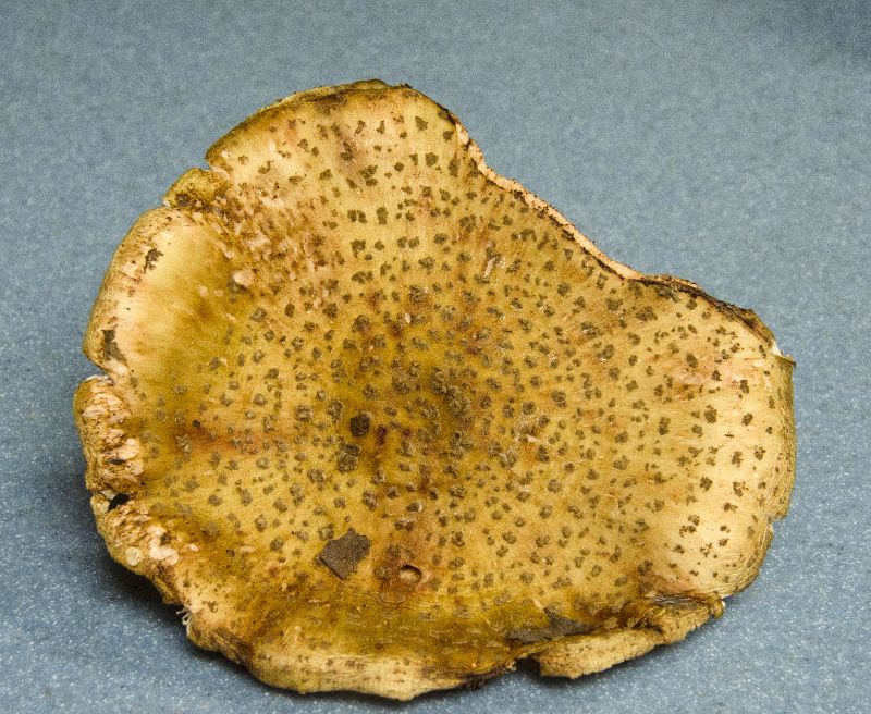 Echinoderma image