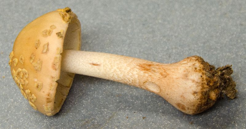 Amanita rubescens image