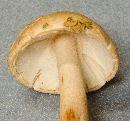 Amanita rubescens image